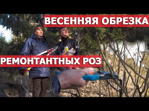 Обрезка повторно цветущих гибридов ругоз с Ольгой Чиненковой