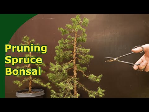 How to prune Spruce bonsai in development?