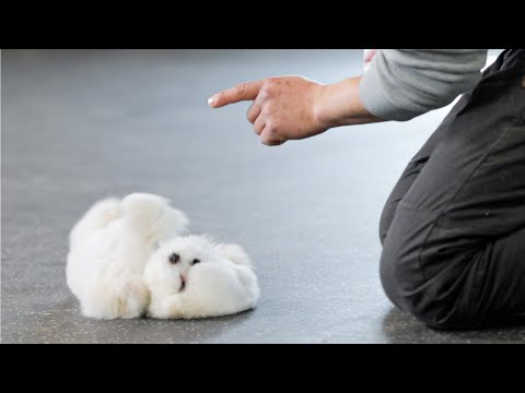 How to train a dog to stop spinning in one direction only [Puppy Training]