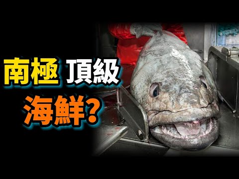 南極最強硬骨魚霸主，挑戰“0度”以下水溫，被稱為水下白金，卻是人類的頂級海鮮！南極犬牙魚之謎