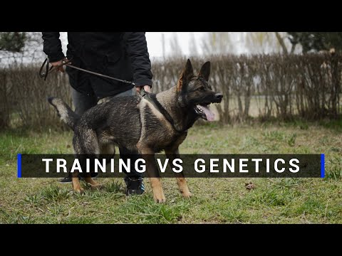 Training vs Genetics – The Truth About Real Protection Dogs