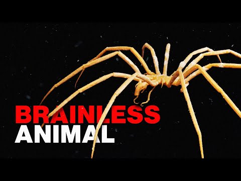The Sea Spiders That Shouldn't Count as Animals