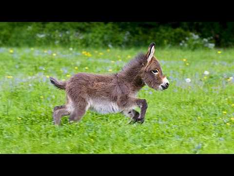 CUTEST Baby Animals You'll Ever See 🤣 New Funniest ANIMALS Video