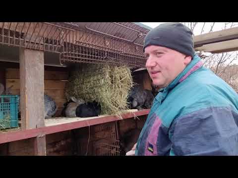 РАЗВЕДЕНИЕ КРОЛИКОВ,ЧТО ДЛЯ ЭТОГО НАДО,ПЛЮСЫ И МИНУСЫ,ВСЁ О КРОЛИКАХ,ВЛОГ