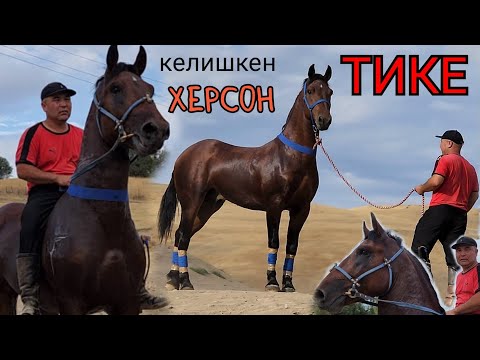 мына ХЕРСОН стойка дерзкий БОЛОТ АКЕДЕН