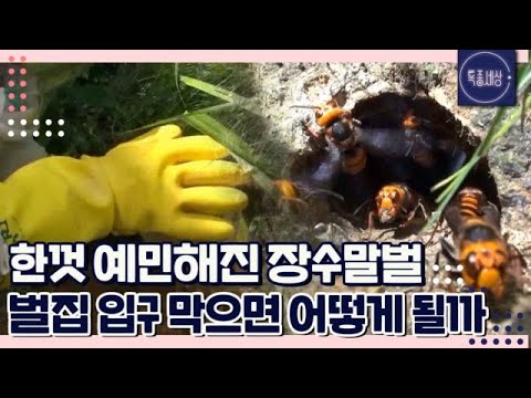 [FULL영상] 벌집 입구를 페트병으로 막으면 벌어지는 일 MBN 160909 방송