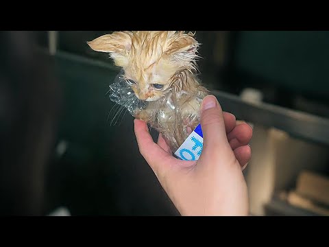 A soaking-wet stray kitten trembling as it walked over to comfort me when sensed my unhappiness