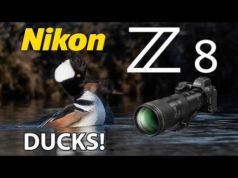 Nikon Z8 600mm PF Ducks & More Bird Photography!