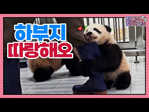 (SUB) Baby Pandas Hang Onto Boots Because They Love Zookeeper So Much🐼│Panda World