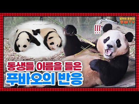 (SUB) What Are The Names Fubao Chose For Her Twin Sisters?🐼│Panda World
