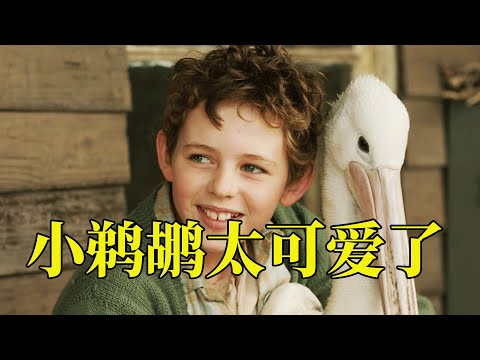 男孩意外就下了三只雏鸟，当遇到灾难时，长大的鹈鹕舍身救主人，18分钟看完2019年澳大利亚治愈电影《鹈鹕的故事》