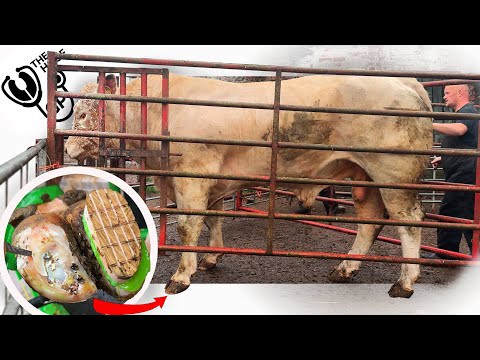 this MASSIVE BULL ... has an UNDER-RUN HOOF!!!!