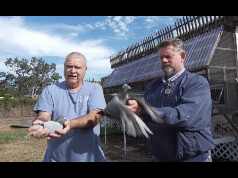 Pigeon Racing Father and Son Erio and Eric Alvarez of Florida