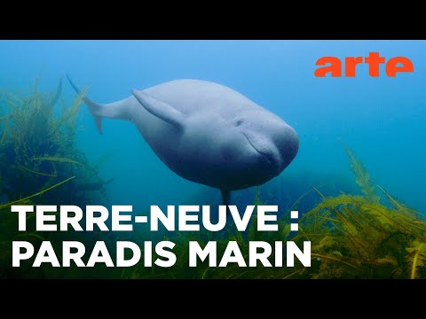 Le trésor de l’île de Terre-Neuve | ARTE Évasion