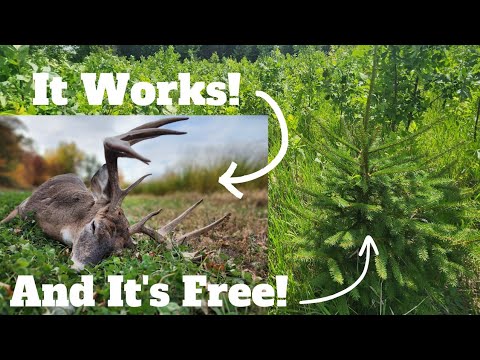 5 Low Cost/No Cost Ways to Completely Transform Your Deer Hunting Land/Habitat