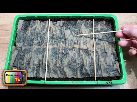 Why didn't I think of this before! Now I sow tomatoes just like that.