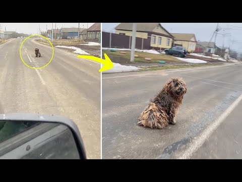 For 12 Years, He Signaled for Help to Every Driver… What They Missed Is Shocking!