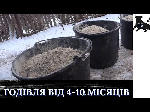 №27. ВІдгодівля биків в Україні. Раціон від 4 до 10 міс. віку.