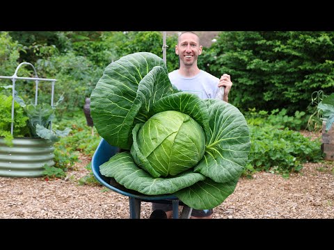 The LOST SECRET to Growing PREHISTORIC Sized Vegetables