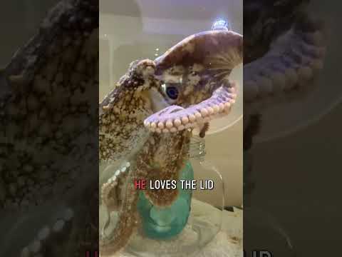 Watch as Tommy the octopus opens a jar in a jar!