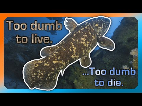 Coelacanths are terrible, yet lovable anomalies of nature. Here's a few reasons why.