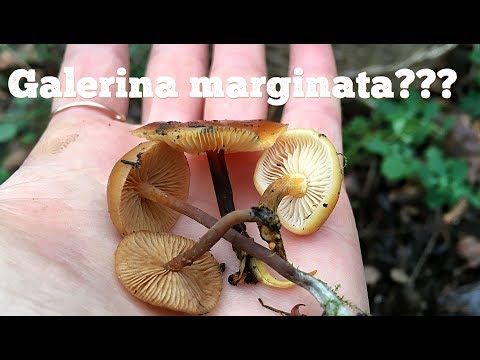Galerina marginata vs Flammulina velutipes: how are they different?