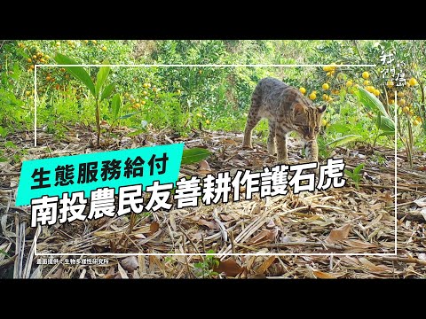 在南投的他們如何保護石虎？｜生態服務給付找神隊友(我們的島 第1233集 2023-12-04)
