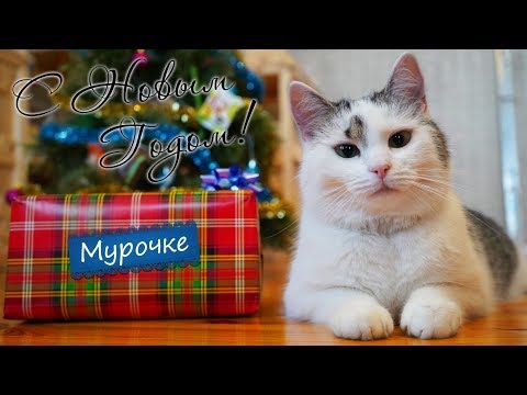 ЧТО ПОДАРИЛИ нашим ЖИВОТНЫМ на НОВЫЙ ГОД?