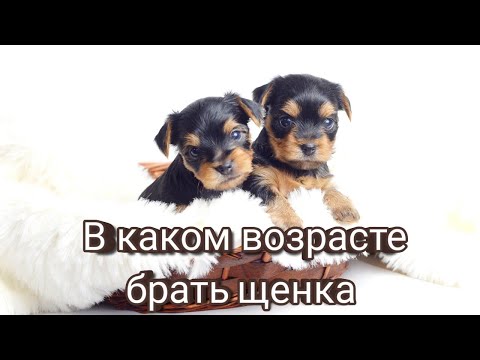 В каком возрасте лучше брать щенка