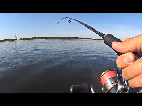 How local fishermen catch chekhon from the shore on the Volga. I'll explain in detail :)