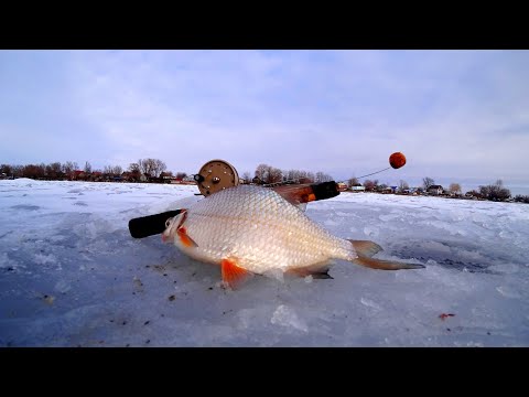 Мой ПЕРВЫЙ ЛЕЩ НА ШАРИК. ГУСТЕРА (Тарашка) на КАМЫШАТНИК. Зимняя рыбалка со льда Астрахань. Вечерка.