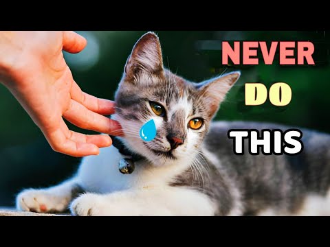 10 Things That Destroy Your Cat's Trust (and How to Fix It)