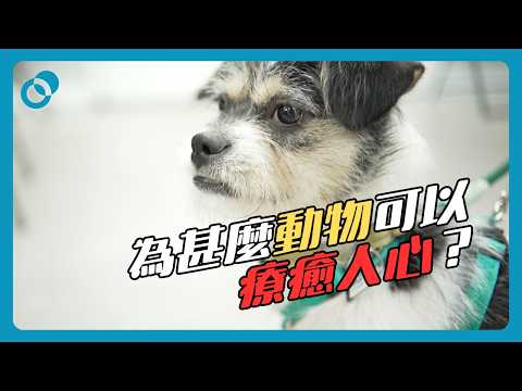 #PSY｜為甚麼動物可以療癒人心？狗狗與人類的互相陪伴！｜#五分鐘心理學 X 香港救狗之家 HKDR