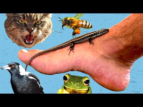 I Let Wild Aussie Animals Take Over my house