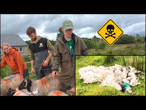 MYSTERY DEATHS – NOW TO SAVE THE REST!