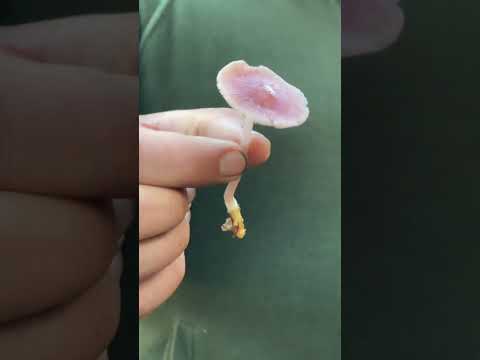 Foraging in Dunbrody House