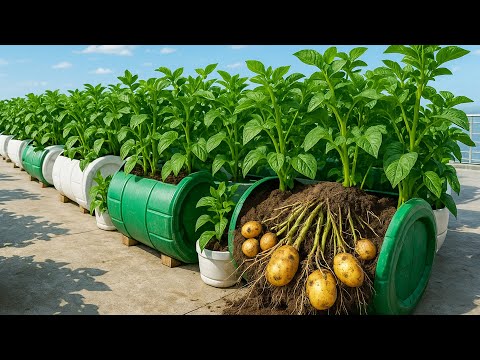 Grow Potatoes in Containers β Turn Your Balcony into a Productive Potato Farm