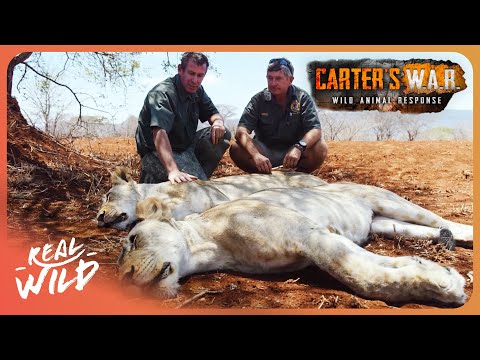 Why a $2.50 Poison is Wiping Out Africa's Lions | Carter's WAR S1 Ep9