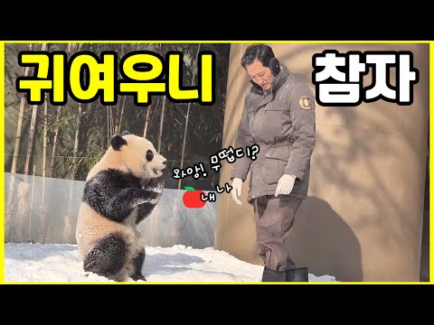 [툥툥즈]루이 구출 작전후 야외에 남아있는 후이를 들여 보내기 위한 툥바오의 툥후이 모시기작전.후락후락하지 않는 후이ㅠㅠ 툥툥즈 함께 판다길을 걸어요🙆‍♂️🐼