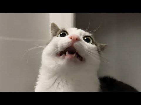 New Funniest Cats Clips 2025😼Try Not To Laugh😜 #36