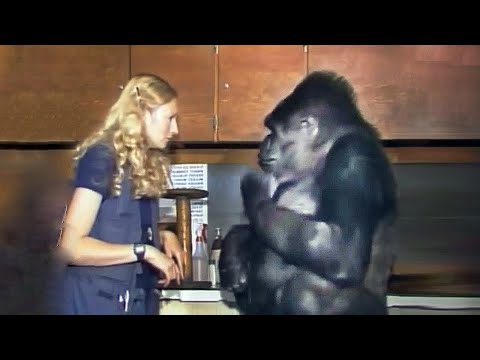 15 MOST Genius Monkeys and Primates