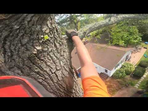 (RAW) HUGE sweet-gum with no drop-zone