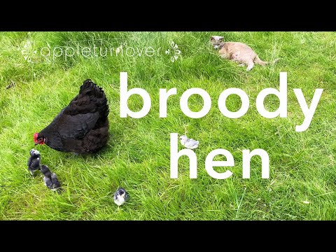 raise chicks with a broody mother hen for a healthy, happy, regenerative flock of foraging chickens