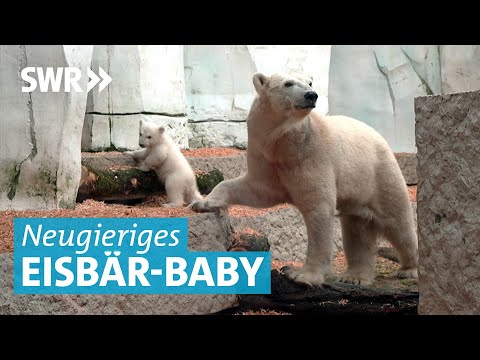 Eisbär-Baby im Zoo Karlsruhe erobert Außengehege