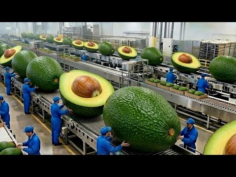 Inside the Avocado Spread Factory | From Fresh Avocados to Creamy Spread