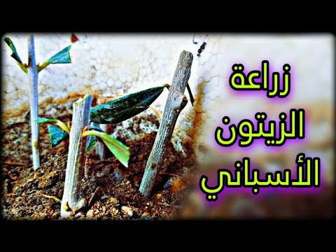 كيفية زراعة شجرة الزيتون الاربكينا الاسباني | طريقة تجذير عقل الزيتون | زراعة الزيتون