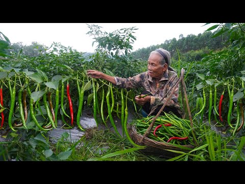 Grandma uses 20 pounds of pickled food in 3 jars to make delicacies｜Guangxi grandma
