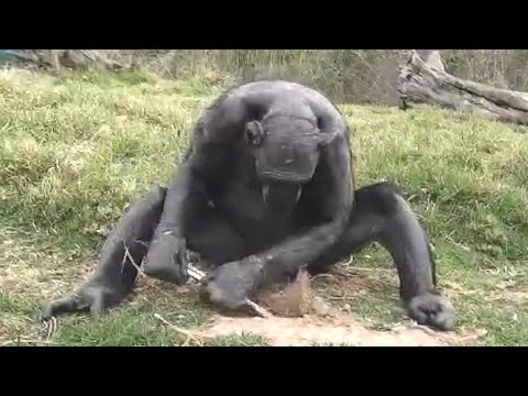 Rescued circus chimp amazes with her behavior