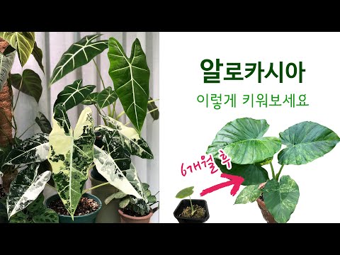 How to Grow Alocasia