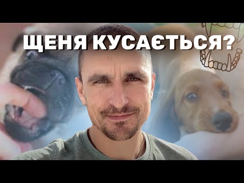 Щеня кусається та псує речі